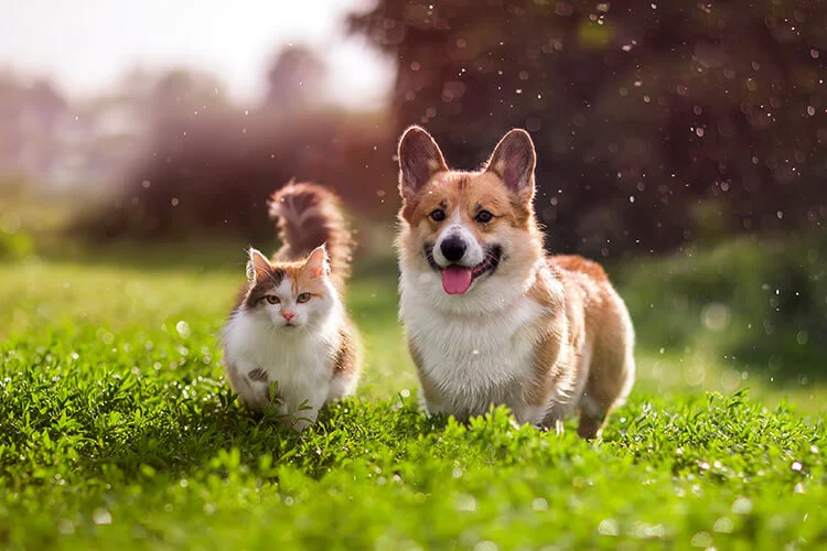 caninecottages_guides_1725979524538-Untitled-1